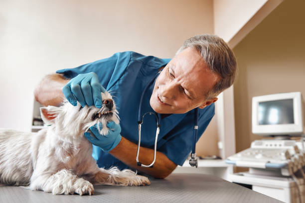 Best Urgent Dental Care for Toothache in Senoia, GA